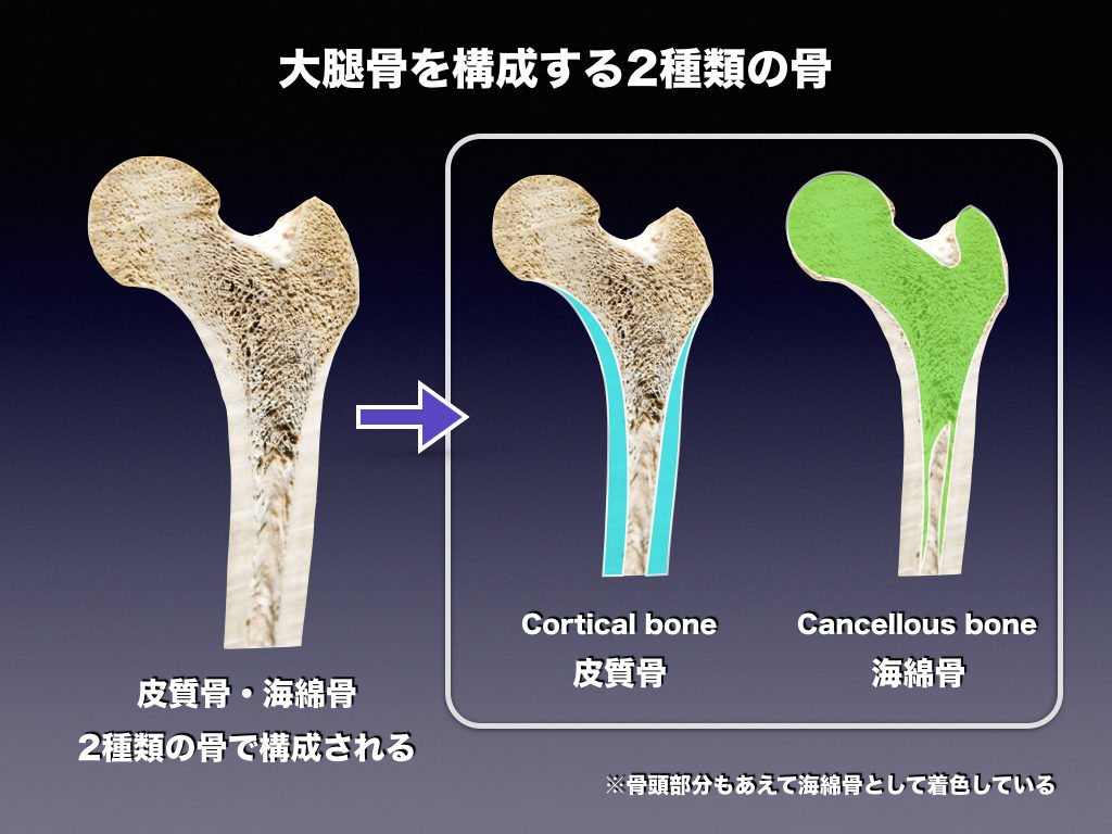 皮質骨と海綿骨